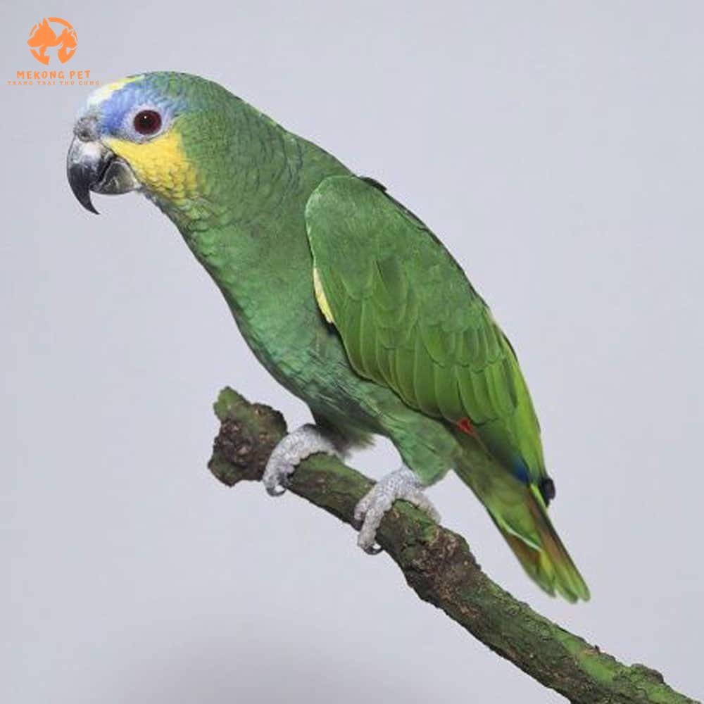 Mua Bán Vẹt Amazon Giá Tốt Tại TP.HCM